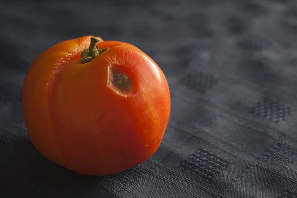 Close Rotten Tomato Affected Hail Storm — Stock Photo, Image