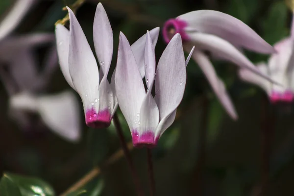Pembe Beyaz Yapraklı Çiçekleri Sabah Çiğ Damlalarını Kapat — Stok fotoğraf