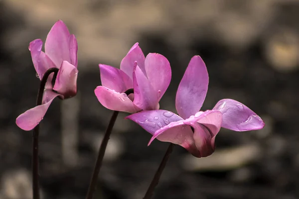 Zavřít Obrázek Květin Růžovými Bílými Okvětními Lístky Ranní Kapky Rosy — Stock fotografie