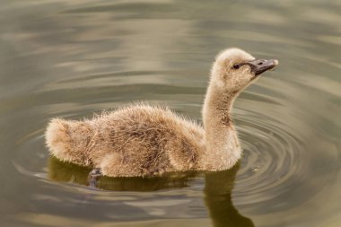 Su dalgalarıyla çevrili küçük bir gölde yüzen bebek bir kuğu resmi..