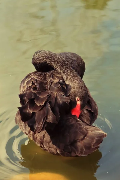 깃털을 이하는 연못에 가까이 — 스톡 사진