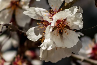 İsrail, Kudüs 'te çiçek açan bir badem ağacının resmi . 