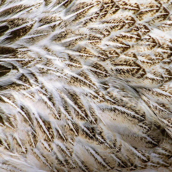 Close Picture Hen Feathers — Stock Photo, Image