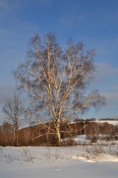 Einsame Birke auf einem schneebedeckten Hügel — Stockfoto