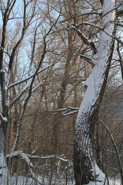 冬の森のポプラの木 — ストック写真