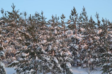 Çam ağaçları ile kış manzarası