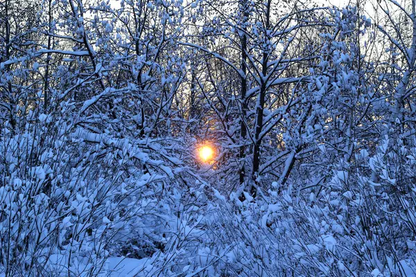 Puesta de sol en el bosque de invierno — Foto de Stock