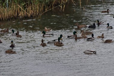 Sazlıkların yanındaki gölde ördek sürüsü