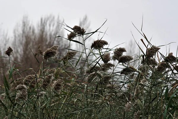 Schilf Auf Dem Hintergrund Von Herbstbäumen — Stockfoto