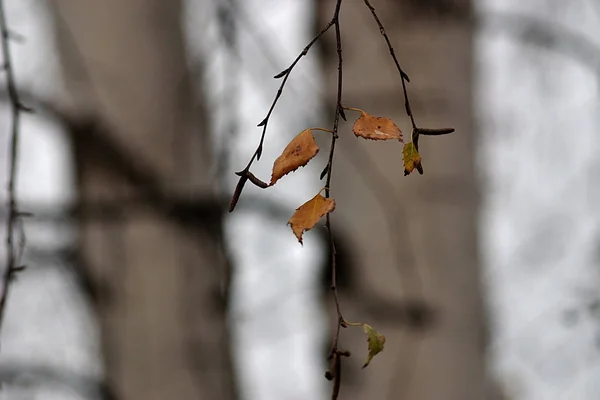 Zweig Mit Trockenen Blättern Auf Dem Hintergrund Von Birkenstämmen — Stockfoto