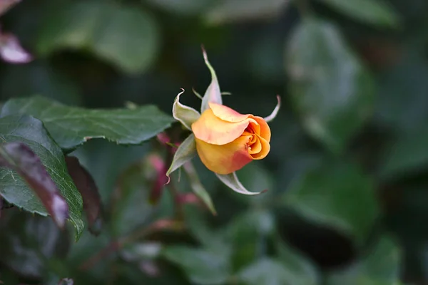 Rosa Gialla Fiore Aiuola Autunno Parco — Foto Stock