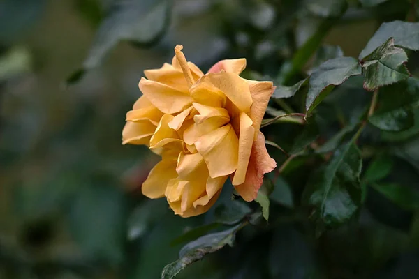 Жовта Квітка Троянди Клумбі Осінньому Парку — стокове фото