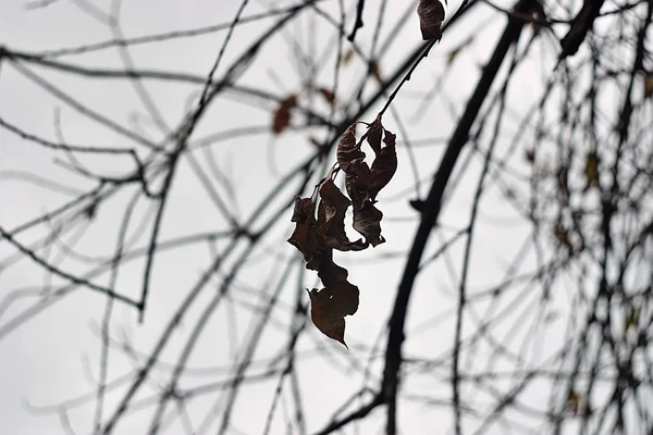 Dry Leaves Bare Tree Branch — Stock Photo, Image