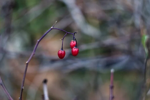 Tiga Buah Beri Merah Pada Cabang Telanjang Akhir Musim Gugur — Stok Foto