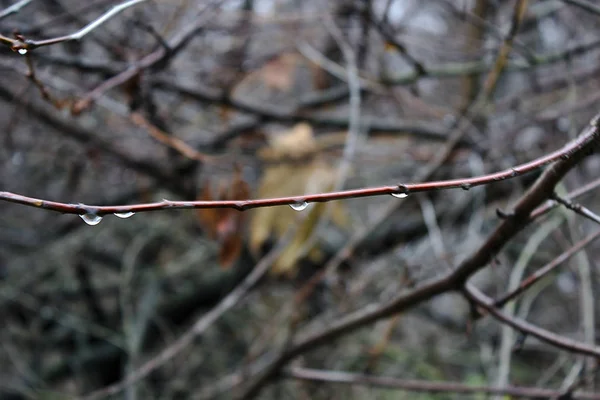 雨の後木の枝に水が落ち — ストック写真