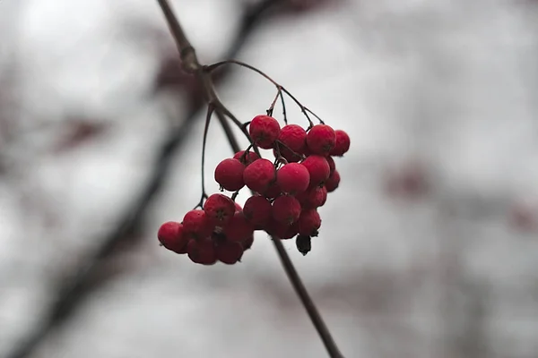 Autumn Berries Branches Which Leaves Flew — Stock Photo, Image