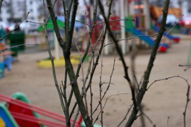 Bir ağacın dalları arasından çocukların oyun parkına bak.