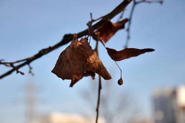 Dallar mavi soğuk sonbahar gökyüzüne karşı