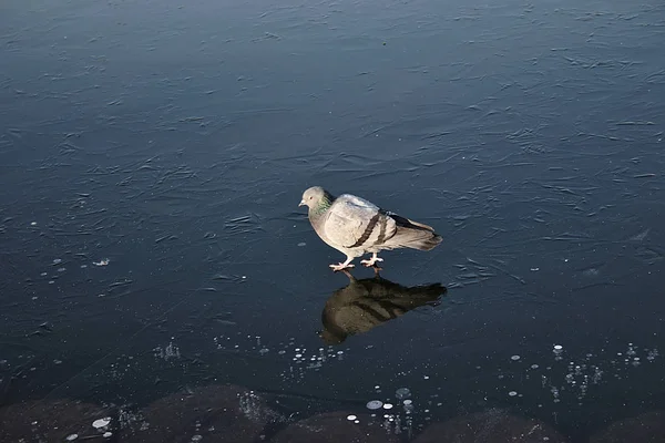 Güvercin göletin buzla kaplı yüzeyinde artistik patinaj yapmakla meşgul.