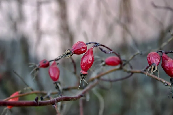 Rote Beeren Auf Einem Zweig Einem Frostigen Herbstmorgen — Stockfoto