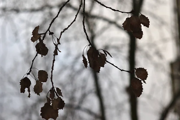 Větev Posledními Listy Pochmurný Podzimní Den — Stock fotografie