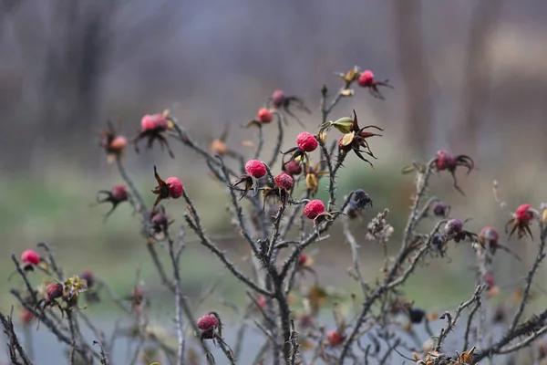 Κόκκινα Μούρα Rosehip Την Τελευταία Ημέρα Του Φθινοπώρου — Φωτογραφία Αρχείου