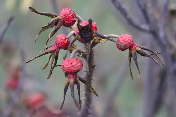 Bayas Rosa Mosqueta Roja Último Día Otoño —  Fotos de Stock