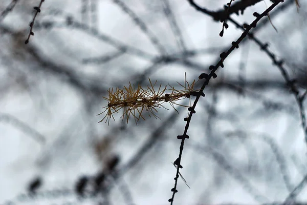 いくつかの針はカラマツの枝に残り — ストック写真