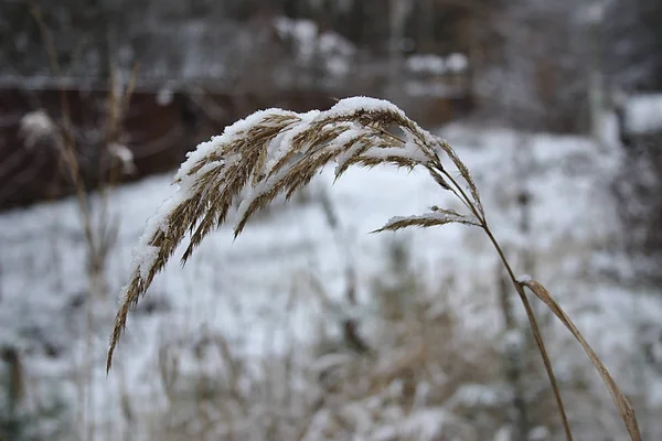 Sucha Roślinność Pokryta Świeżo Spadającym Śniegiem — Zdjęcie stockowe