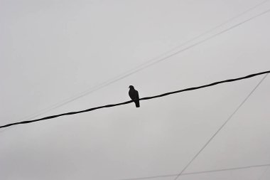 Bir güvercin tek başına bir kabloda oturur.