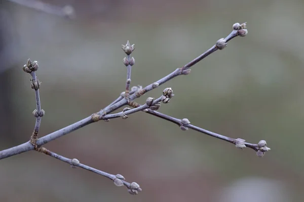 Träd Grenar Parken Vintern — Stockfoto