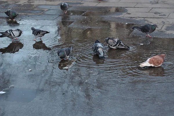Tauben Führen Wasserbehandlungen Einer Pfütze Durch — Stockfoto