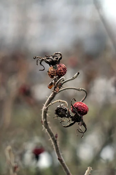 Сухие Плоды Шиповника Ветвях Зимой — стоковое фото
