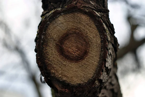 Ίχνος Ενός Πριονισμένου Μεγάλου Κλαδιού Κορμό Δέντρου — Φωτογραφία Αρχείου