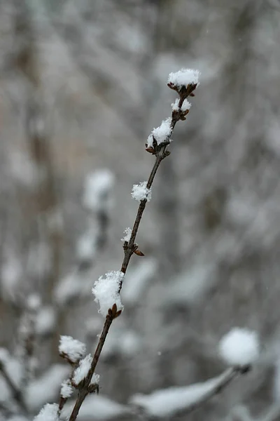 Fresh Snow Branches Plants — Stock Photo, Image