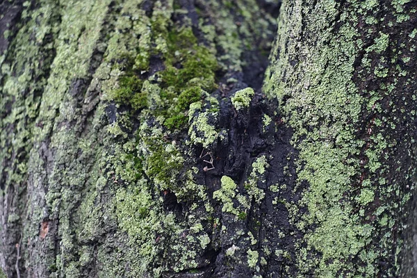 Musgo Liquen Tronco Árbol Invierno —  Fotos de Stock