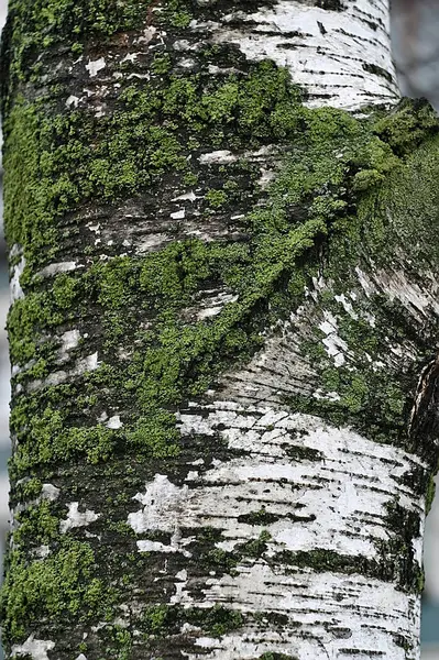 冬天在树干上的苔藓和苔藓 — 图库照片