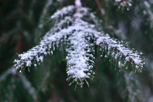 Green Fir Branches Covered Fresh Snow — 스톡 사진