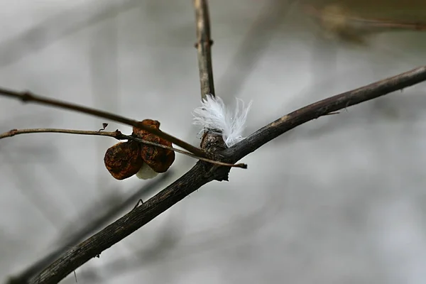 Bacche Secche Lanugine Bianche Ramo — Foto Stock