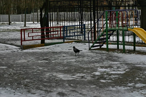 乌鸦在雪地上散步 — 图库照片