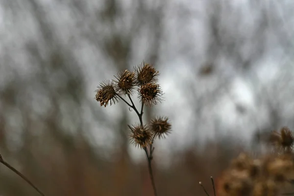 Dry Plants Park Winter — 스톡 사진