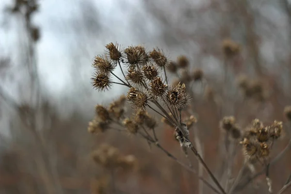 Сухі Рослини Парку Взимку — стокове фото