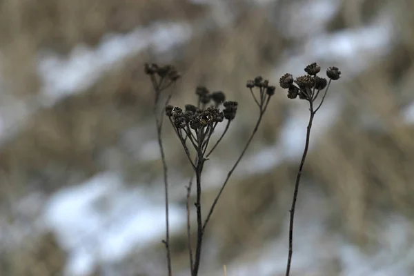 Сухі Рослини Парку Взимку — стокове фото