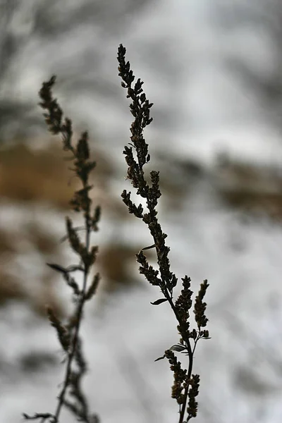 Dry Plants Park Winter — Stock Photo, Image