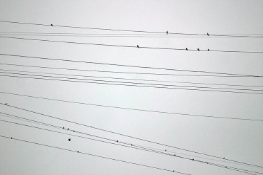 Kışın tellerdeki kuşlar müzik kampına benzer.