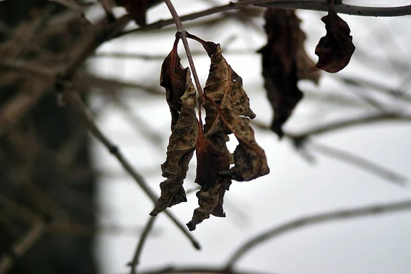 Сухие Листья Ветке Дерева Зимой — стоковое фото