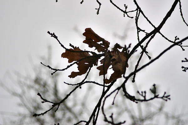 Droge Bladeren Een Tak Winter — Stockfoto