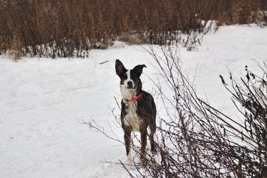 Parlak yakalı bir köpek taze karda yürüyor.