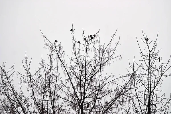 Bando Pássaros Cima Uma Árvore Inverno — Fotografia de Stock
