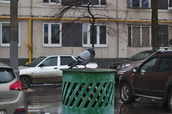 Gołąb Kąpie Się Kominie Szybu Wentylacyjnego — Zdjęcie stockowe